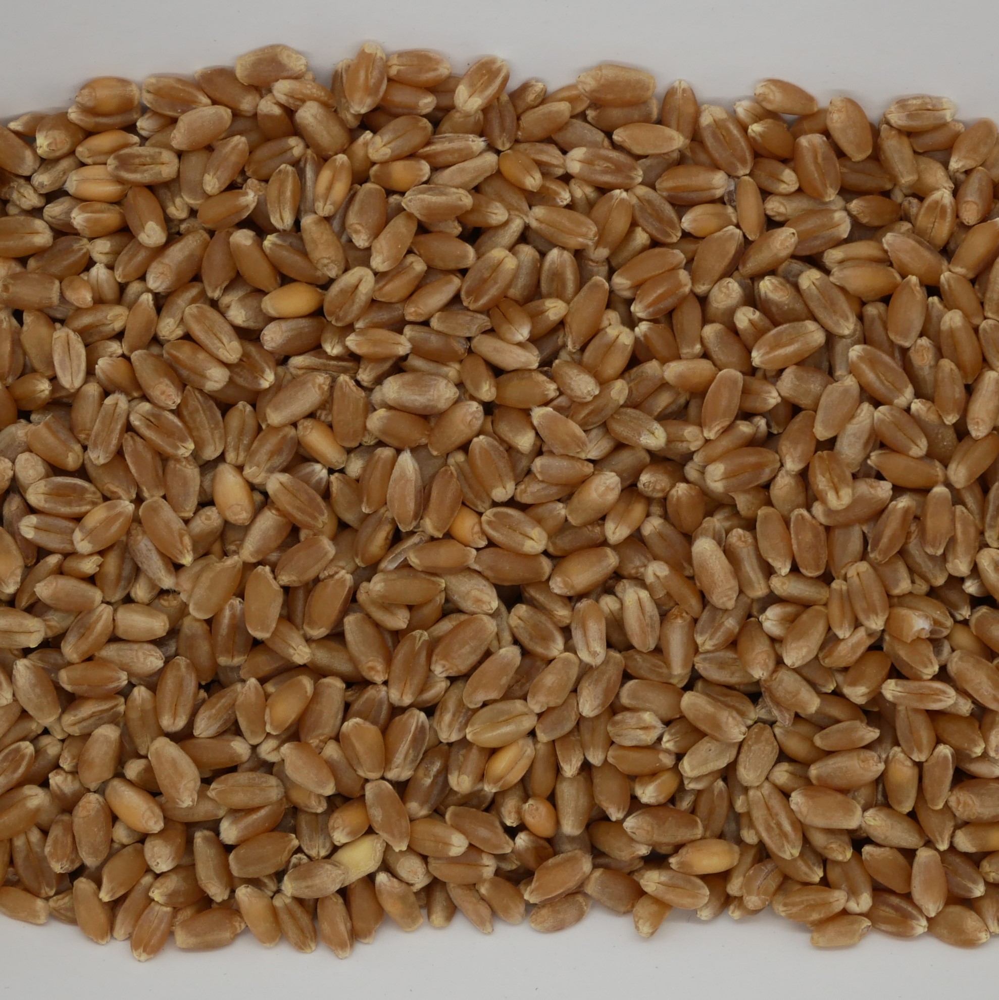 Sun Organic Farm Organic Wheat Berries Hard Red Winter