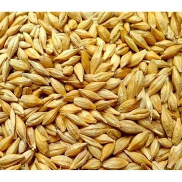 Organic Barley, Whole Kernel, with Husk