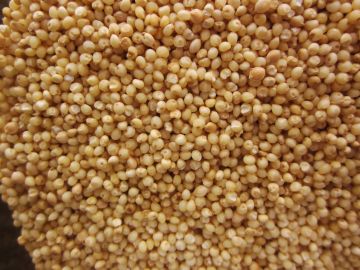 Organic Millet, Whole with shell - Proso Variety