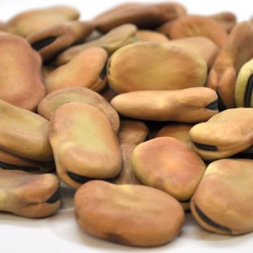 Organic Fava Beans, Extra Large ‘Broad Bean’