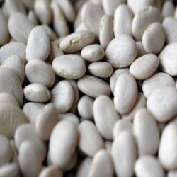 Organic Baby Lima Beans - OUT OF STOCK
