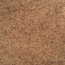 Red Clover Seed - Organic